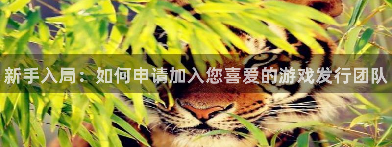 深圳蓝狮电商：新手入局：如何申请加入您喜爱的游戏发行团队
